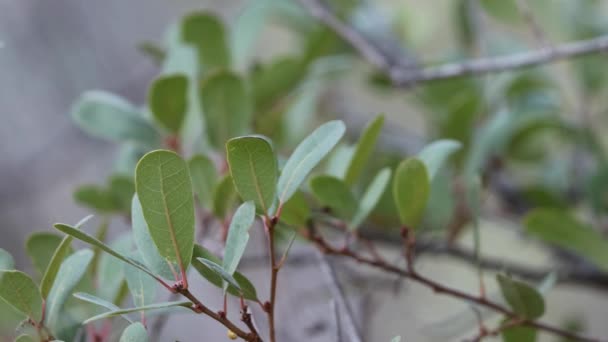 在沃尔坎山脉 半岛山脉 生长在3000英尺高的一个模糊的Quercus Engelmannii杂交种的叶子 — 图库视频影像