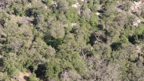 Bosque Roble Chaparral Son Las Comunidades Vegetales Dominantes Aproximadamente 3500 — Vídeo de stock