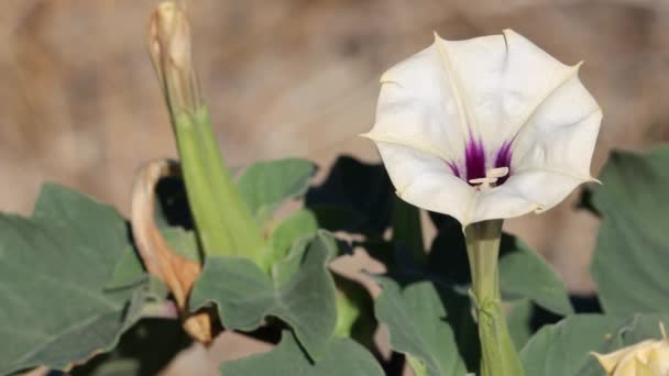 Inflorescencia Solitaria Axilar Floración Blanca Del Desierto Moonflower Datura Discolor — Vídeo de stock