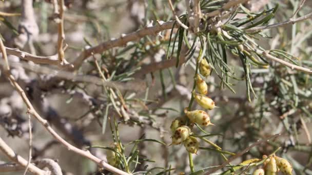 Tan Reife Kleine Eiförmige Trichomatische Hülsenfrüchte Von Sonoran Indigo Bush — Stockvideo