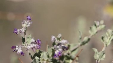 Mor çiçekli aksiller, çöl lavantasının, Condea Emoryi 'nin, Lamiaceae' nin, Borrego Vadisi Çölü 'nün, Sonbahar' ın tek yıllık doğal yaprak döken çalılığını belirler..
