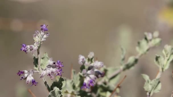 Mor Çiçekli Aksiller Çöl Lavantasının Condea Emoryi Nin Lamiaceae Nin — Stok video