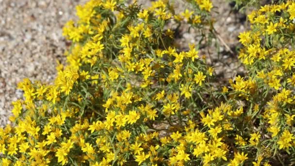 Racemose Indeterminada Terminal Floração Amarela Irradia Inflorescências Cabeça Manybristle Chinchweed — Vídeo de Stock