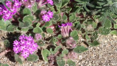 Pembe çiçekli aksiller belirsizliğini koruyan yarış pisti serisi Desert Sand Verbena, Abronia Villosa, Nyctaginaceae, Borrego Vadisi Çölü 'nde yetişen yıllık tek hücreli bitki, Sonbahar.