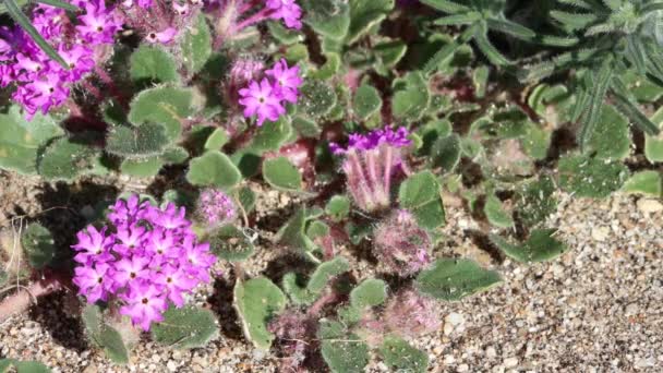 Floração Rosa Axilar Indeterminada Racemose Capitate Cluster Inflorescências Desert Sand — Vídeo de Stock