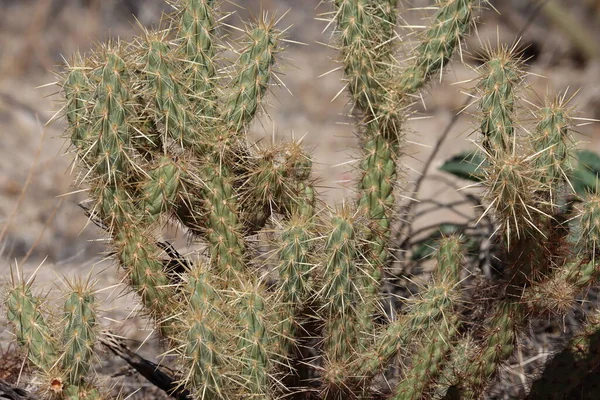 Tan sheathed moderately overlapping straight spines protrude from partially obscured trichomatic glochidiate areoles of Chartreuse Cholla, Cylindropuntia Ganderi, Cactaceae, native monoclinous succulent shrub in the Borrego Valley Desert, Autumn.