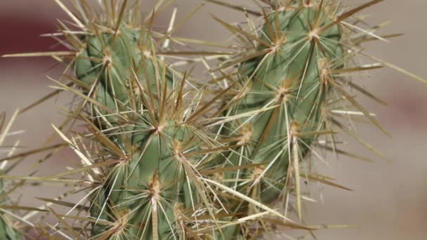 タンシェートは シャルトレウスCholla Cylindropuntia Ganderi Cactaceae Borrego Valley Desert Autumnのネイティブ単斜多肉植物低木の部分的に隠された三畳紀の全体的な部分から突出しています — ストック動画