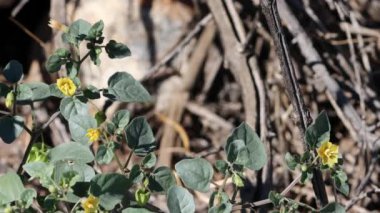 Sarı çiçekli aksiller, Kalın yapraklı toprak kirazı, Physalis Crassifolia, Solanaceae, Borrego Vadisi Çölü 'nde, sonbahar mevsiminde, uzun ömürlü, tekdüze doğal yaprak döküntüsünü belirler..