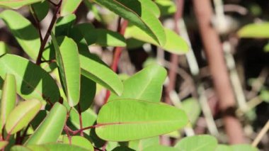 Rhusleaf Dinlenme Sumac, Malosma Laurina Form Rhusifolia, Anacardiaceae, Santa Monica Dağları 'ndaki yerli poligamodiyonik yeşil çalılar, Kış.