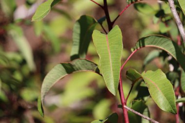 Laurelleaf Dinlenme Sumac, Malosma Laurina Form Malosma, Anacardiaceae, Santa Monica Dağları 'ndaki yerli poligamodiyonik çalı, Kış.