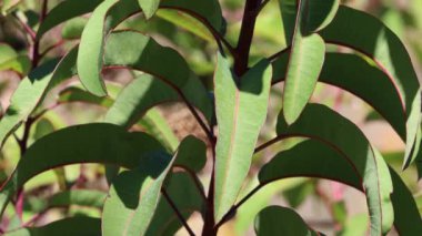 Laurelleaf Dinlenme Sumac, Malosma Laurina Form Malosma, Anacardiaceae, Santa Monica Dağları 'ndaki yerli poligamodiyonik çalı, Kış.