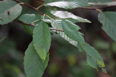 Alternatif alternatif alternatif akut proksimal olarak kurnaz kıvrımsız beyaz alder, Alnus Rhombifolia, Betulaceae, Santa Monica Dağları 'ndaki yerel tek yapraklı ağaç, Enine Sıralar, Kış.