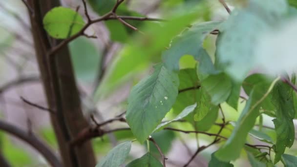 Grüne Einfache Abwechselnd Distal Scharfe Ungekrümmte Serrulatal Begrenzte Elliptische Blätter — Stockvideo