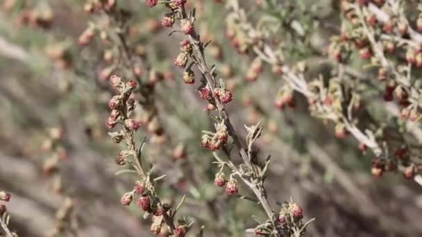 Rood Bloeiende Axillaterminale Onbepaalde Trosvormige Hoofdbloeiwijzen Van Coastal Sagebrush Artemisia — Stockvideo