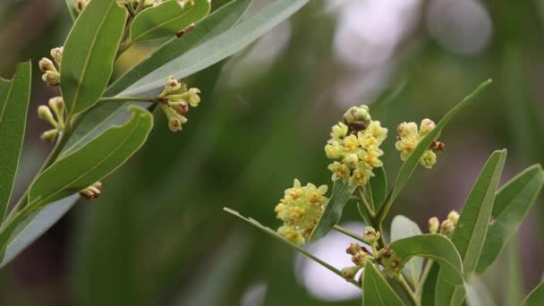 Yellow Flowering Axillary Determinate Cymose Umbel Inflorescence California Bay Laurel — Stock Video