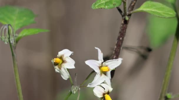 White Flowering Axillary Determinate Cymose Umbel Inflorescence Greenspot Nightshade Solanum — Stok video
