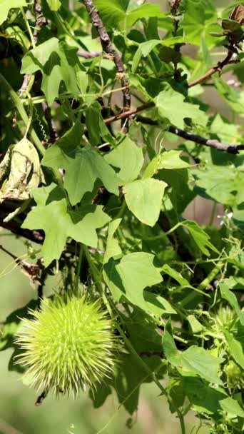 Green Immature Large Spheric Oblong Spiny Trichomatic Dehiscent Capsule Fruit — Vídeo de Stock