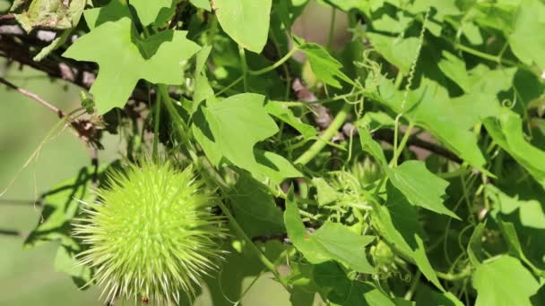 Green Immature Large Spheric Oblong Spiny Trichomatic Dehiscent Capsule Fruit — Vídeo de stock
