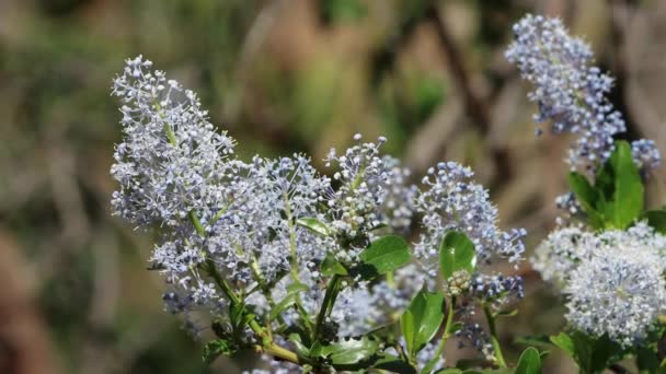 Blue Flowering Axillary Polydeterminate Dichasiate Thyrse Inflorescences Redheart Buckbrush Ceanothus — 图库视频影像