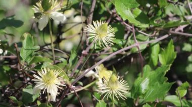 White flowering axillary determinate monoclinous exiguous cyme inflorescences of Chaparral Leatherflower, Clematis Lasiantha, Ranunculaceae, native perennial andromonoecious deciduous viny shrub in the Santa Monica Mountains, Winter.