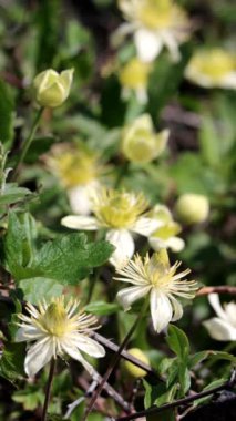 White flowering axillary determinate monoclinous exiguous cyme inflorescences of Chaparral Leatherflower, Clematis Lasiantha, Ranunculaceae, native perennial andromonoecious deciduous viny shrub in the Santa Monica Mountains, Winter.