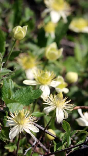 Biały Kwitnący Axillary Determinują Monoclinous Wybredne Kwiatostany Cyme Chaparral Leatherflower — Wideo stockowe