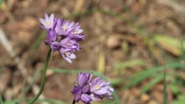 Purple flowering terminal determinate cymose umbel inflorescences of Wild Hyacinth, Dipterostemon Capitatus, Asparagaceae, native perennial monoclinous deciduous herb in the Santa Monica Mountains, Transverse Ranges, Winter.