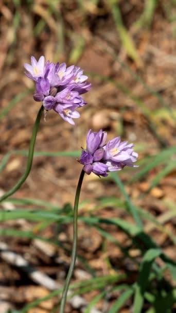 Purple Flowering Terminal Determinate Cymose Umbel Inflorescences Wild Hyacinth Dipterostemon — Video Stock
