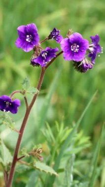 Purple flowering terminal determinate scorpioid cyme inflorescences of Ecotone Scorpionweed, Phacelia Parryi, Boraginaceae, native annual monoclinous herb in the Santa Monica Mountains, Transverse Ranges, Winter.