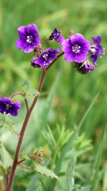 Purple Flowering Terminal Determinate Scorpioid Cyme Inflorescences Ecotone Scorpionweed Phacelia — Vídeo de Stock