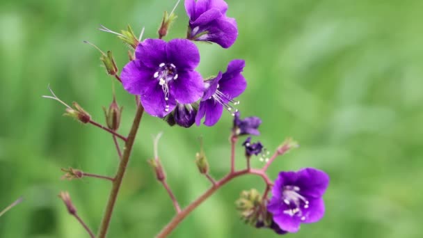 Purple Flowering Terminal Determinate Scorpioid Cyme Inflorescences Ecotone Scorpionweed Phacelia — Vídeo de Stock
