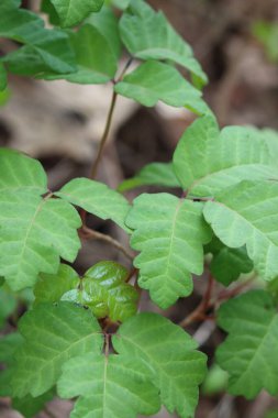 Although their emerging late winter leaves exude potentially toxic urushiol, Pacific Poison Oak, Toxicodendron Diversilobum, is a beautiful and important part of native ecology in the Santa Monica Mountains.