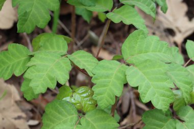 Although their emerging late winter leaves exude potentially toxic urushiol, Pacific Poison Oak, Toxicodendron Diversilobum, is a beautiful and important part of native ecology in the Santa Monica Mountains.