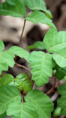 Although their emerging late winter leaves exude potentially toxic urushiol, Pacific Poison Oak, Toxicodendron Diversilobum, is a beautiful and important part of native ecology in the Santa Monica Mountains.