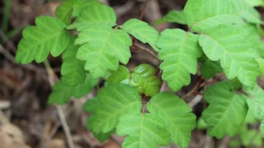 Although their emerging late winter leaves exude potentially toxic urushiol, Pacific Poison Oak, Toxicodendron Diversilobum, is a beautiful and important part of native ecology in the Santa Monica Mountains.