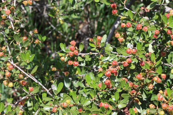 모니카 산맥에서 시아노 카르푸스 다양성은 후기에 열매를 중간에 캡슐들이 터지면서 — 스톡 사진