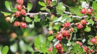 Santa Monica Dağları 'nda Ceanothus Megacarpus Variety Megacarpus sık sık kışın sonlarına doğru meyve vermeye başlar. Yaz ortasında olgunlaştıklarında bu kapsüller patlar ve yeni nesil tohumlarını saçar..