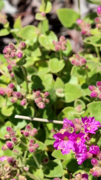 Rosa Blühende Endständige Dichasische Cyme Blütenstände Von Dickblättrigem Wishbone Bush — Stockvideo