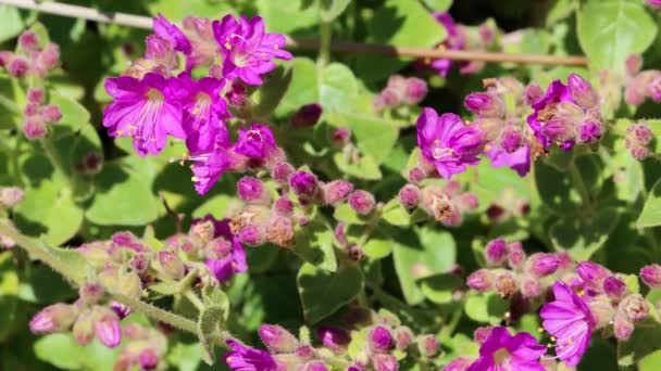 Pink Flowering Terminal Determinate Dichasial Cyme Inflorescences Thick Leaf Wishbone — Αρχείο Βίντεο