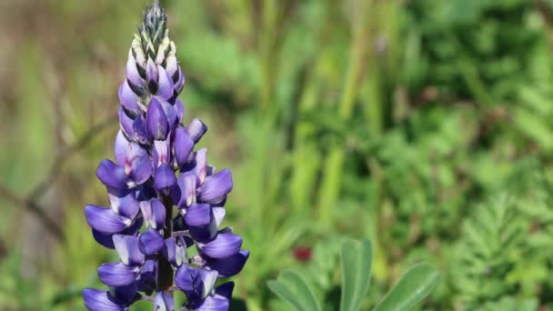 Blauwe Bloeiterminal Onbepaald Racebloeiwijze Van Arroyo Lupine Lupinus Succulentus Fabaceae — Stockvideo