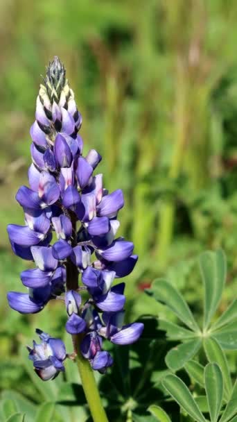 Floração Azul Terminal Indeterminado Raceme Inflorescência Arroyo Lupine Lupinus Succulentus — Vídeo de Stock