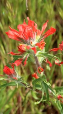 Kırmızı çiçekli terminalde, Hindistan boyası fırçası, Castilleja Affini alt türü Affini, Orobanchaceae, Santa Monica Dağları 'nda, Enine Sıralar, Kış.