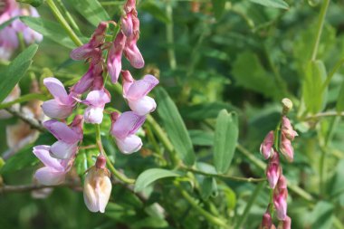 Pasifik Pea, Lathyrus Vestitus Variety Vestitus, Fabaceae, Santa Monica Dağları, Enine Sıraları, Kış.