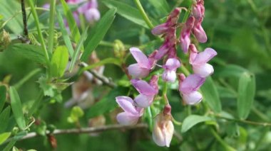 Pasifik Pea, Lathyrus Vestitus Variety Vestitus, Fabaceae, Santa Monica Dağları, Enine Sıraları, Kış.