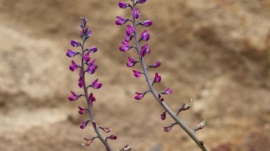 Mor çiçekli, uçsuz bucaksız ırk ırkı. Trunate Leaf Lupine, Lupinus Truncatus, Fabaceae, Santa Monica Dağları 'nda yetişen geleneksel tekdüze bitki, Transverse Ranges, Winter.