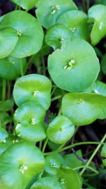 Küçük beyaz çiçekli eksenler Claytonia Perfoliata, Montiaceae 'nin simüloz transformasyonlarını belirler. Santa Monica Dağları' nda, Enine Sıralar 'da, İlkbahar' da,.