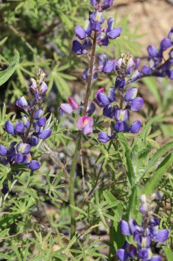 Mor ve sarı çiçekli terminaller... Mojave Lupine, Lupinus Sparsiflorus, Fabaceae, Santa Monica Dağları 'nda, Enine Sıraları' nda, İlkbahar 'da,.