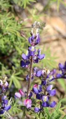 Mor ve sarı çiçekli terminaller... Mojave Lupine, Lupinus Sparsiflorus, Fabaceae, Santa Monica Dağları 'nda, Enine Sıraları' nda, İlkbahar 'da,.