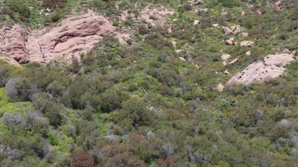 Chaparral 알려진 수없을 정도로 생물적으로 식물들이 위협받고 모니카 산맥에서 우리의 — 비디오