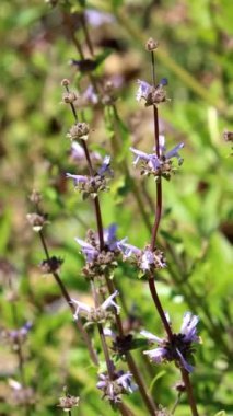 Kara Bilge, Salvia Mellifera, Santa Monica Dağları 'nda bahar çiçekleri sergiliyor. Uzun ömürlü, tek merkezli, simoz başlı bir çalı..